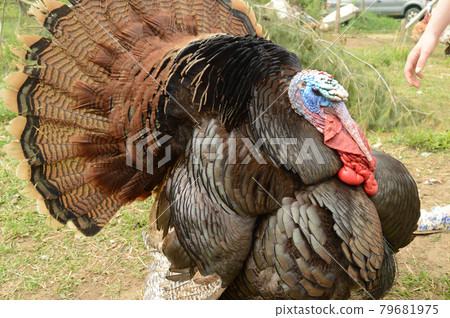 Tom Turkey Showoff 79681975