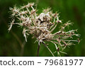 Dried Queen Anne Lace 79681977