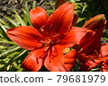 Common Orange Lily 79681979