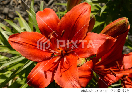 Common Orange Lily 79681979