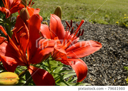 Common Orange Lily 79681980
