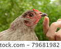 Petting an Easter Egger Chicken 79681982