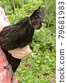 Holding Ayam Cemani 79681983