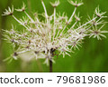 Dried Queen Anne Lace 79681986