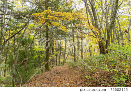 Autumn on the Togakushi Old Trail Autumn on the Togakushi Old Trail 79682123