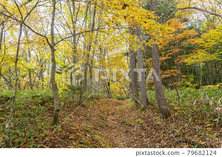 Autumn on the Togakushi Old Trail Autumn on the Togakushi Old Trail 79682124
