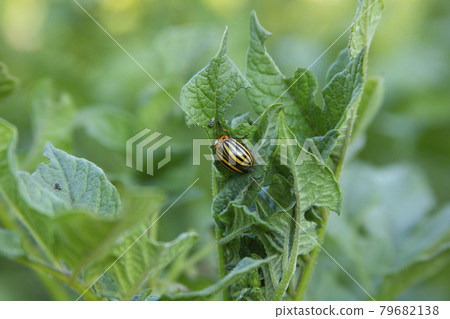 Colorado potato beetle eating potato leaf on the bush. Pest on the plants Colorado potato beetle eating potato leaf on the bush. Pest on the plants 79682138