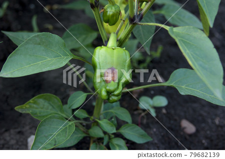 Anthracnose of peppers. Diseases and lesions. Fruit rot on the pod 79682139