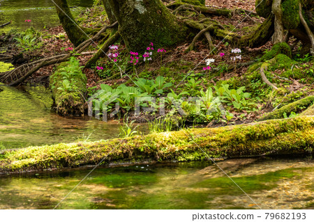 Fallen trees and Japanese primrose Fallen trees and Japanese primrose 79682193