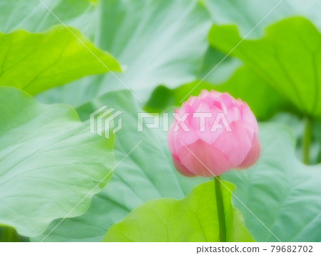 蓮花14軟 79682702