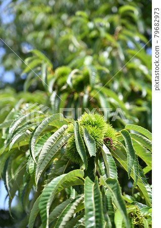 Tree: Crysantaceae 79682973