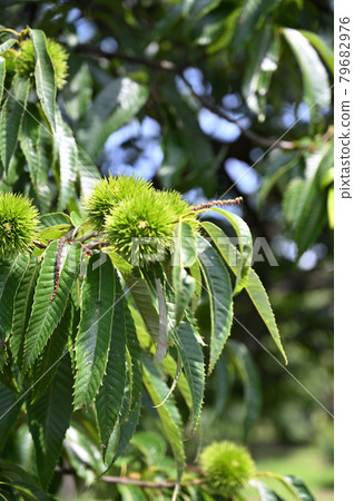 Tree: Crysantaceae Tree: Crysantaceae 79682976