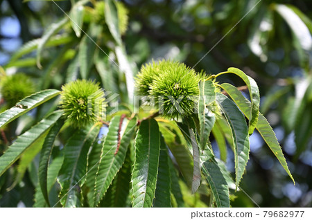 Tree: Crysantaceae 79682977