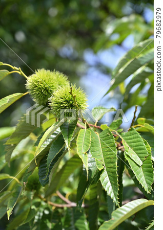 Tree: Crysantaceae 79682979