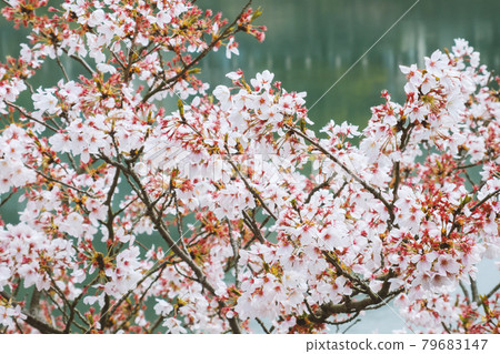 cherry blossoms season cherry blossoms season 79683147