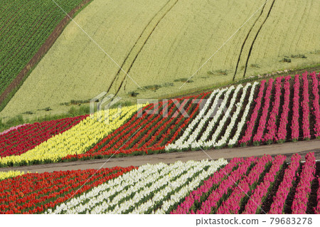 Flower fields in Furano and Biei 79683278