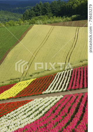 Flower fields in Furano and Biei 79683279