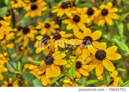 金光菊花 79683701