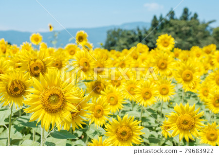 向日葵(飯山市菜花公園) 向日葵(飯山市菜花公園) 79683922