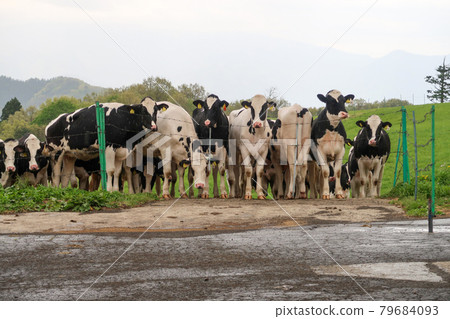 Dairy cows grazing on the plateau 79684093