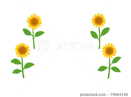 夏季材質/向日葵 79684140