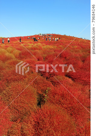 地膚山的樹葉變成了鮮紅的一片，大家走的很舒服。秋天加深，在藍天公園 79684146
