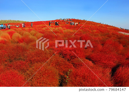 秋色的地膚山，藍天的蜻蜓，讓常陸海濱公園成為讓您百分百滿意的觀光景點。 79684147
