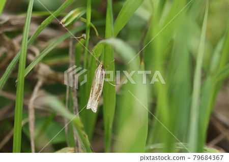 Living creatures, insects, and small whitish moths that fly out from under your feet when you walk through the grassland. When they land, they look like dead leaves or grass stalks. Living creatures, insects, and small whitish moths that fly out from under your feet when you walk through the grassland. When they land, they look like dead leaves or grass stalks. 79684367