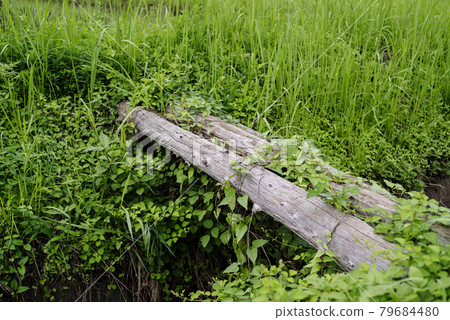 一座長滿草的木橋 一座鄉村灌溉渠道上的木橋 79684480