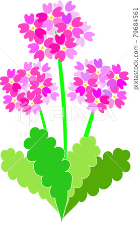 報春花 報春花 79684561
