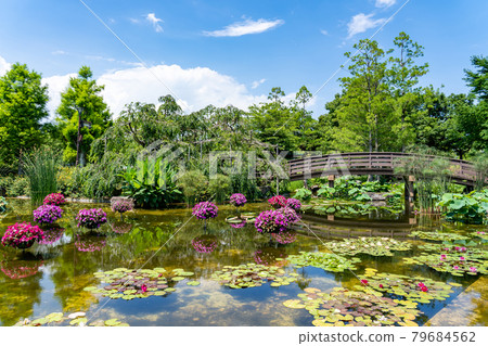 滋賀縣草津市 水生植物園 水之森水上花園 花影之池 滋賀縣草津市 水生植物園 水之森水上花園 花影之池 79684562