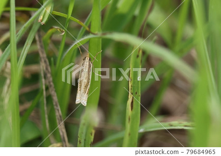 Living creatures, insects, Tsutoga, when the wings are folded, it is long and slender, about 2 cm long. It is light brown with black dots. Living creatures, insects, Tsutoga, when the wings are folded, it is long and slender, about 2 cm long. It is light brown with black dots. 79684965