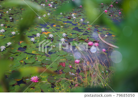 木崎湖的睡蓮【百合花前的散景】 木崎湖的睡蓮【百合花前的散景】 79685050