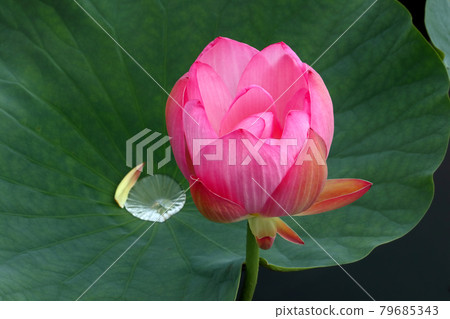 Romantic Ibaraki (Rainwater left on ancient lotus leaves plays a rhythm of vitality.) Tone Water Park 79685343