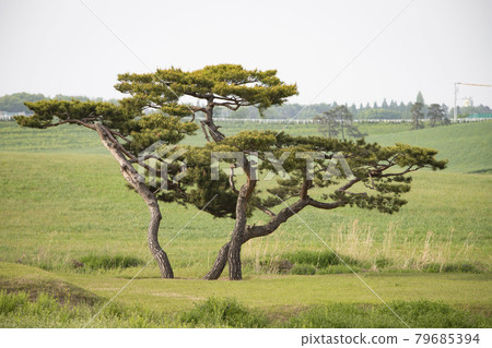 生長在田裡的松樹 79685394