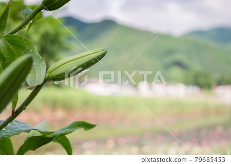 Lily buds [at Lake Kizaki after the rain] 79685453