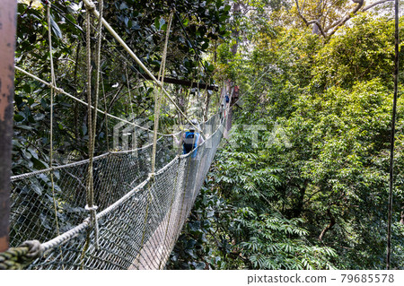 Tourist walking on canopy at Taman Negara National Park rainforest Tourist walking on canopy at Taman Negara National Park rainforest 79685578