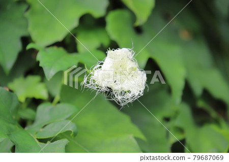 黃瓜花（白天）開放前 79687069