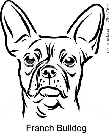 French Bulldog Portrait Dog in Line style - Pet Portrait in Light Style head isolated on white French Bulldog Portrait Dog in Line style - Pet Portrait in Light Style head isolated on white 79687500
