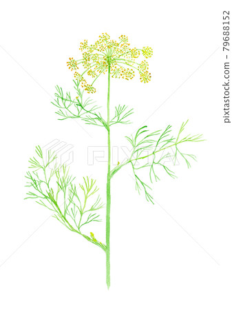 Anethum graveolens dill Anethum graveolens dill 79688152