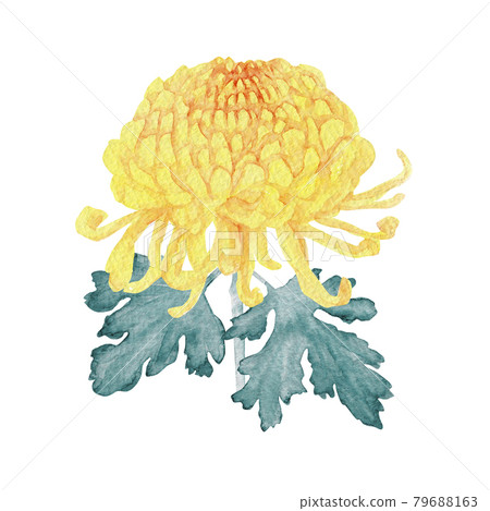 水彩画(菊花)193 水彩菊花PNG图片素材下载_图片编号10324942-PNG素材网