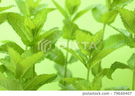 薄荷葉 薄荷葉 79688407