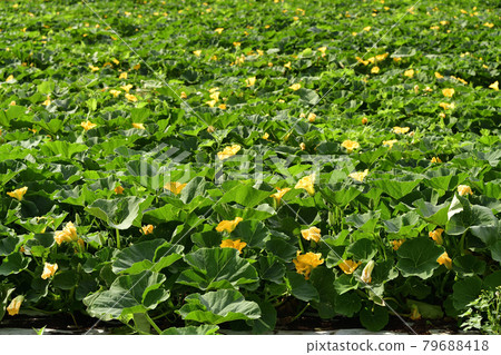 Photographing the scenery of a pumpkin field in bloom in Otobe, Hokkaido in summer Photographing the scenery of a pumpkin field in bloom in Otobe, Hokkaido in summer 79688418