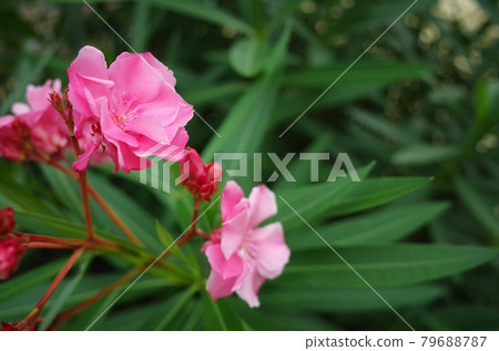 夾竹桃花 79688787