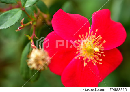 Autumn English Rose Garden at Minato Mirai Park 79688813