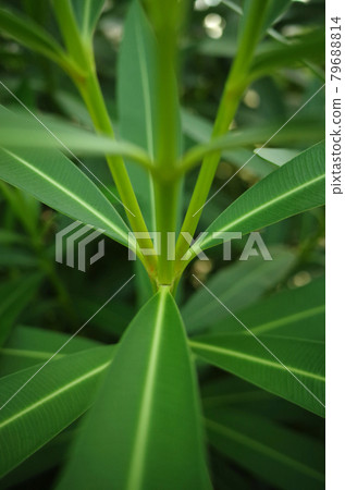 夾竹桃的對稱葉子 79688814