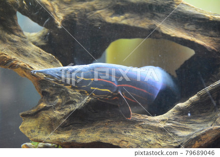 淡水魚 鱔魚 水族館 79689046