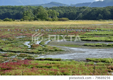 A coral grass colony with autumn foliage and a group of herons at Cape Kimuneup, Lake Saroma 79689256