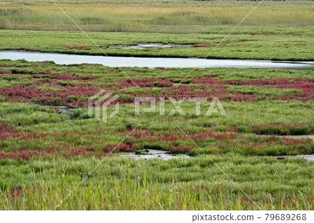 佐呂間湖 Kimneappu Saki 的珊瑚草群落，有秋葉和蒼鷺群 79689268