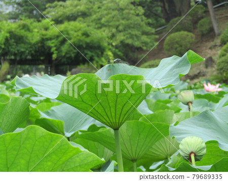 千葉公園巨型荷花的大葉子 千葉公園巨型荷花的大葉子 79689335